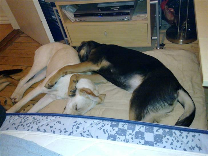 Blanding af racer - Margrethe - Ligger lige og putter med Spliff :) Hendes meget gode veninde! - 22 uger gammel billede 9