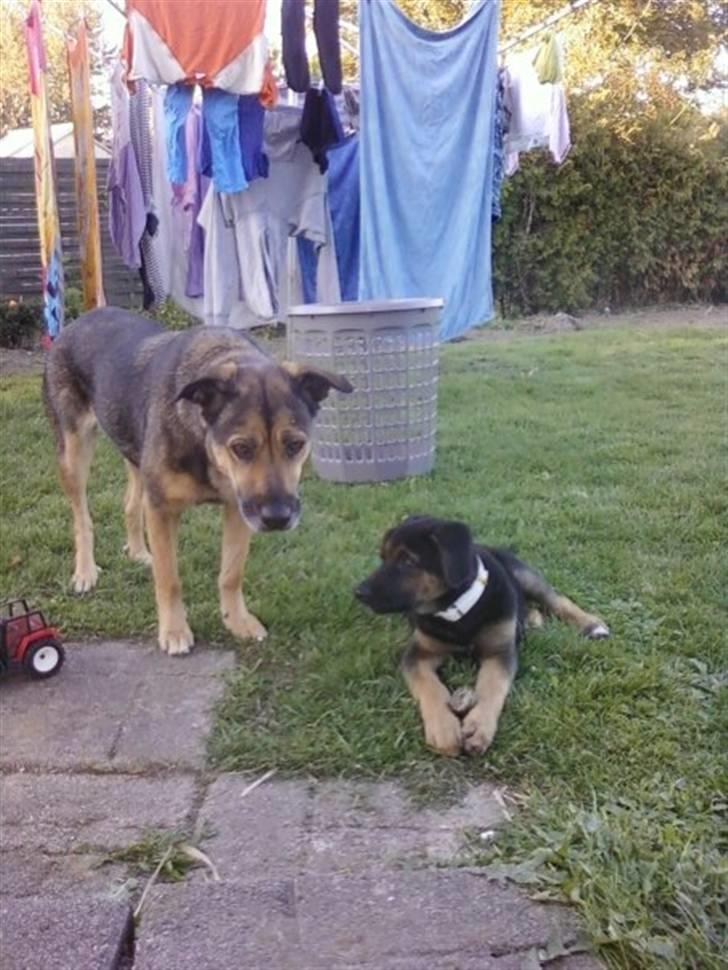 Blanding af racer - Margrethe - Her er hun sammen med 10 år gamle Sassi. Det kan Sassi rigtig godt lide :) - 10 uger gammel billede 10