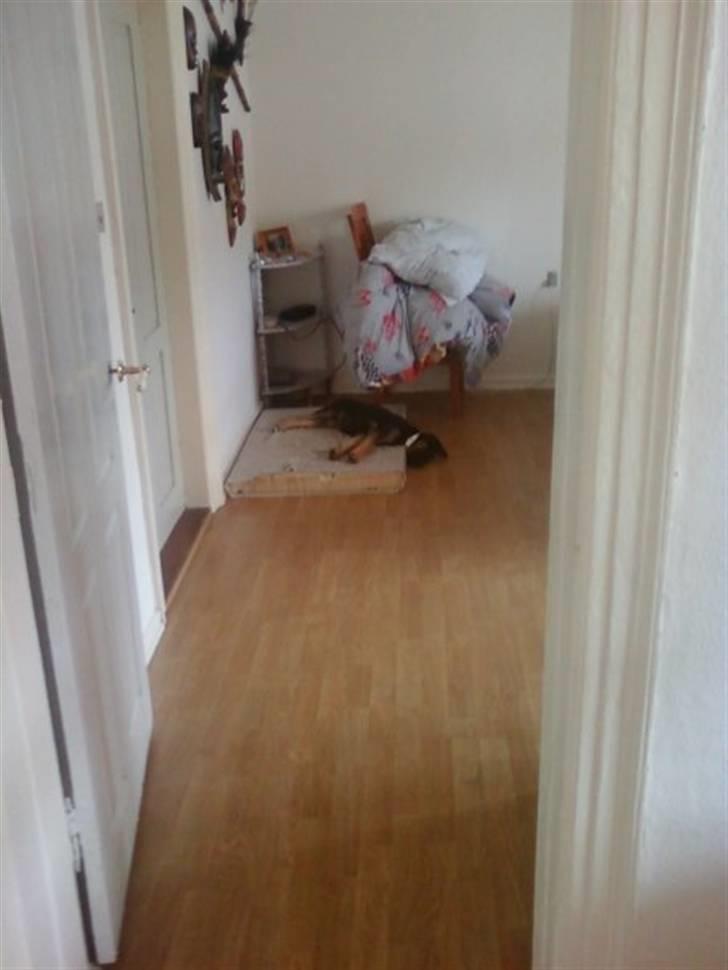 Blanding af racer - Margrethe - Så er hun blevet træt. Igen igen :) - 10 uger gammel billede 11