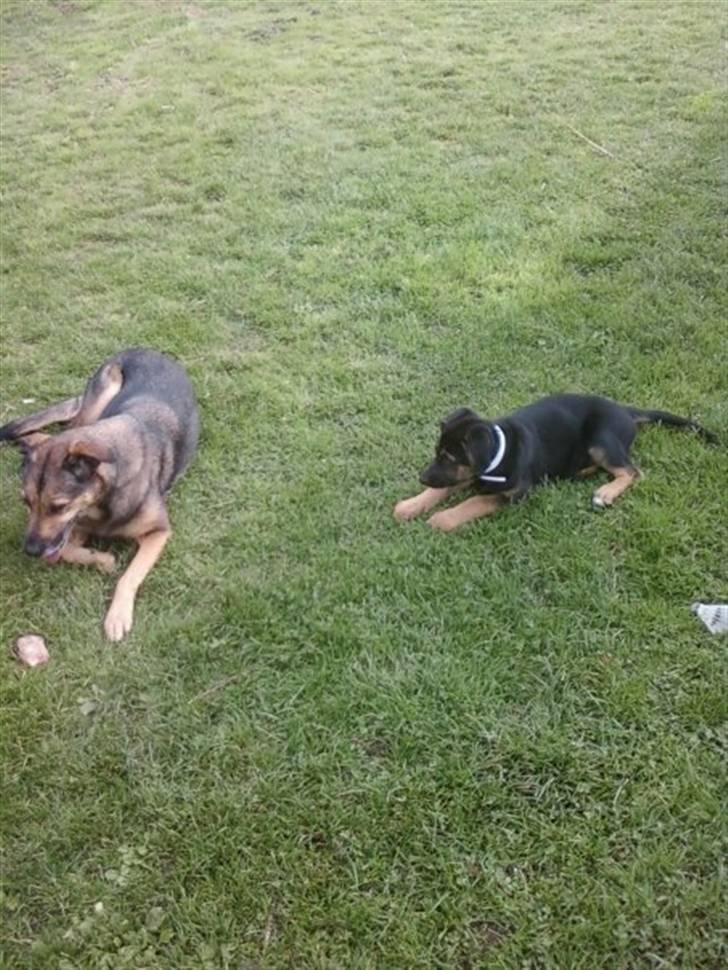 Blanding af racer - Margrethe - Her igen sammen med Sassi. De er rigtige gode venner - 10 uger gammel billede 12