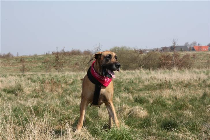 Grand danois Nala billede 6