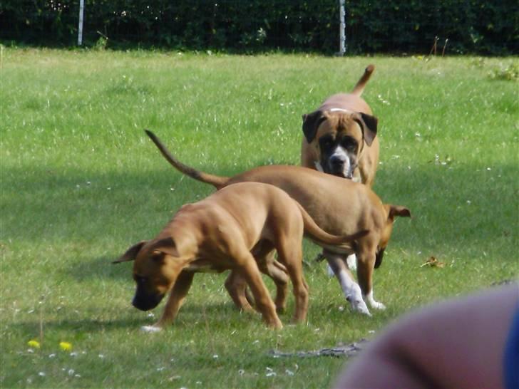 Blanding af racer Alonso - Alonso sammen med sin bror Viktor og sin Far Carlos :) billede 8
