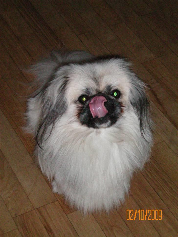 Pekingeser Bamse - Total fræk hund :-D billede 8