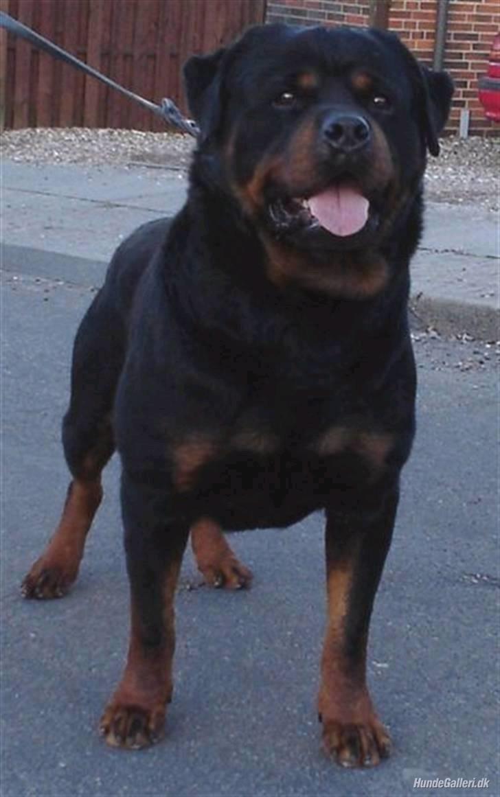 Rottweiler King *Solgt* :( - Min farfar Barni <3 billede 10