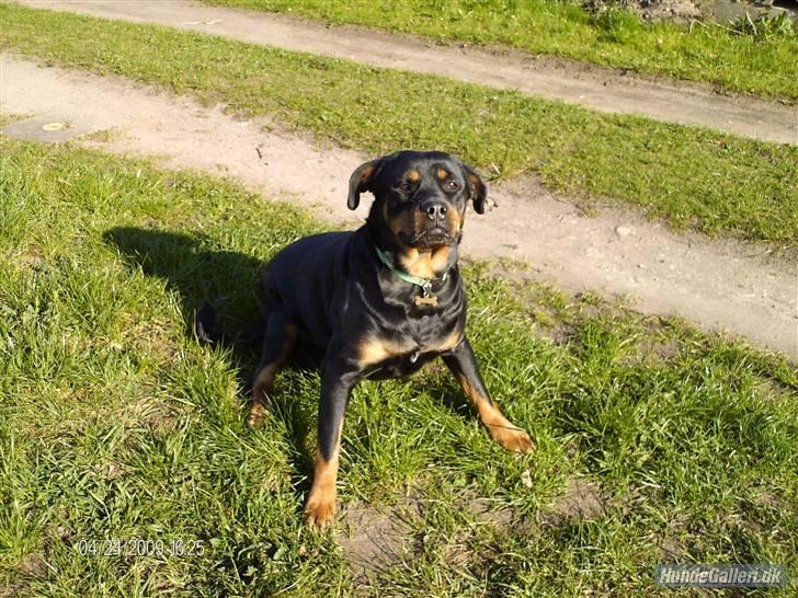 Rottweiler King *Solgt* :( - Min mor Tequila <3 billede 11