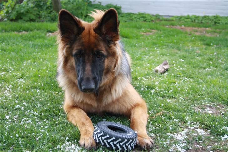 Schæferhund Beauty Bella Tiargo - Den kære Bella Tiargo er lige fyldt 9 uger :o) billede 1