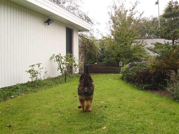 Schæferhund Beauty Bella Tiargo - se hvor jeg kan løbe! billede 2