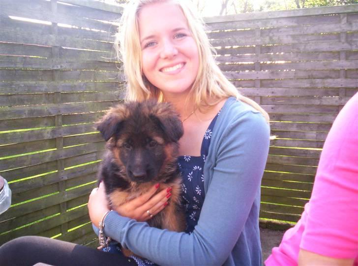 Schæferhund Beauty Bella Tiargo - her sidder jeg ved min mor nr. 2 billede 3