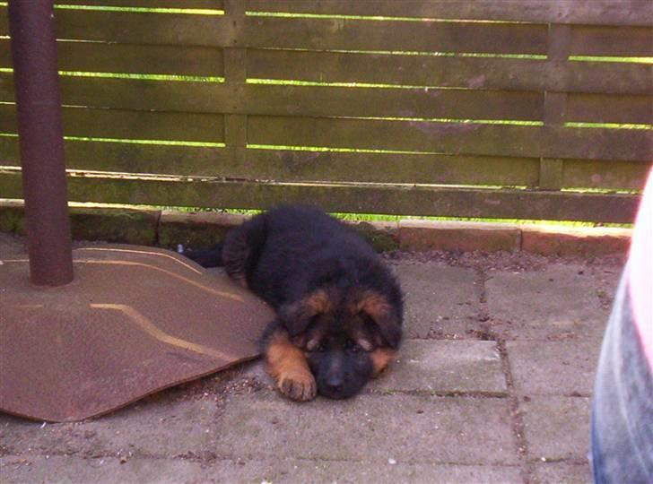 Schæferhund Beauty Bella Tiargo - Her er jeg oppe hos min opdrætter, jeg er 7 ½ uge. billede 4