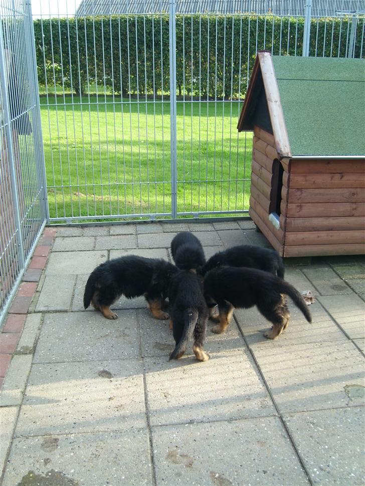 Schæferhund Beauty Bella Tiargo - her spiser jeg sammen med mine søskende. billede 5