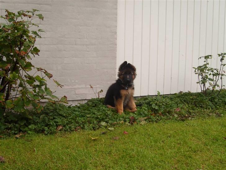 Schæferhund Beauty Bella Tiargo - se hvor fint jeg kan posere. billede 6