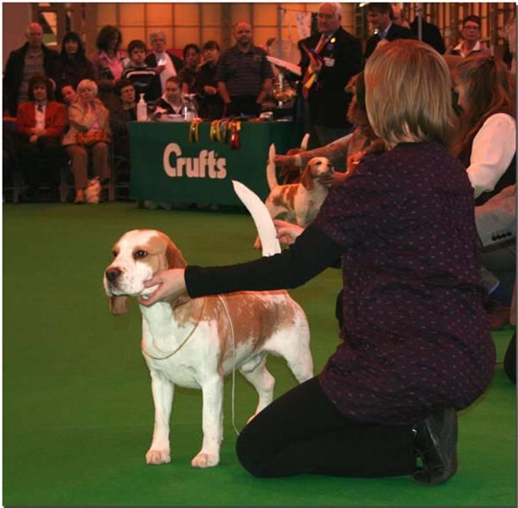 Beagle Gambey - På Crufts marts 2009. Han blev ikke placeret, men pillet ud som en af de 8 bedste i Open class (20 deltagere)  billede 7