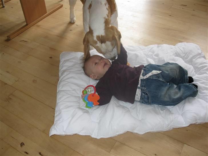 Beagle Gambey - Mon ikke nok vi skal blive gode legekammerater! billede 8