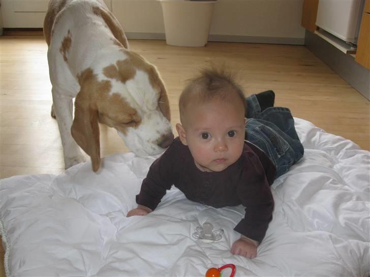 Beagle Gambey - Hun dufter nu ret godt! billede 9