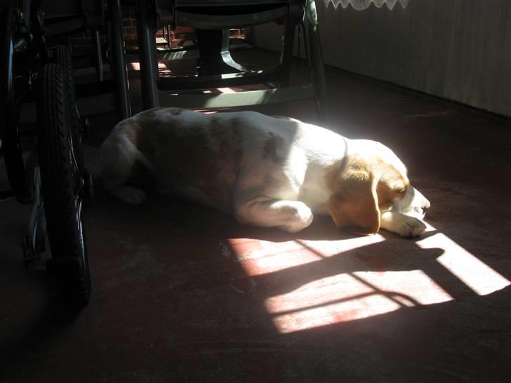 Beagle Gambey - Fandt lige en god solstråle på altanen ved siden af barnevognen! billede 10