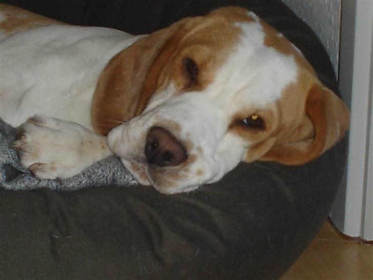 Beagle Gambey - Godnat og sov godt :-) billede 11