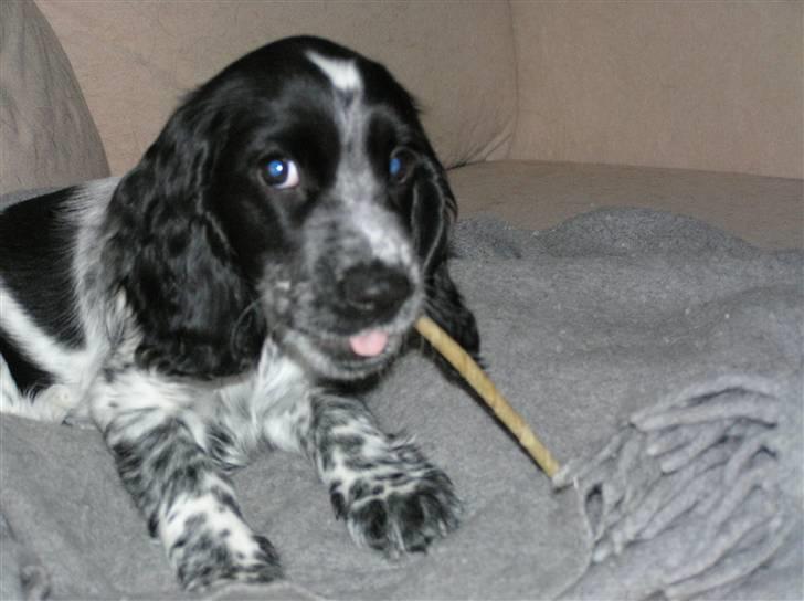 Cocker spaniel Chianti aka Banditten - Min første tyggepind billede 16