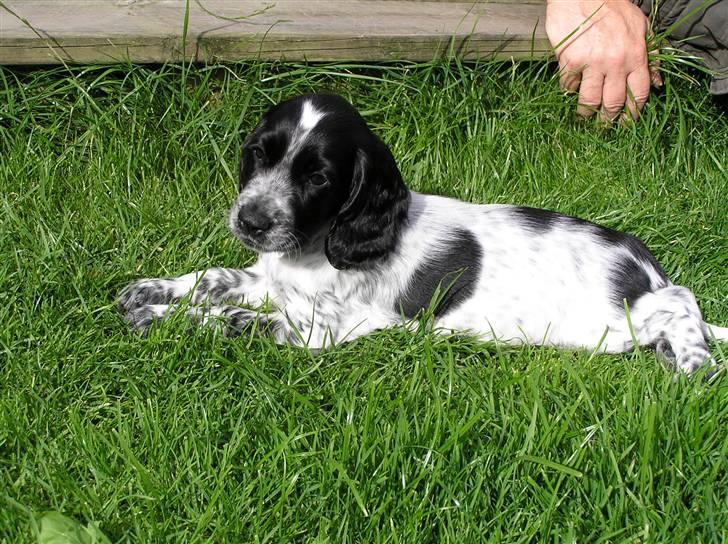 Cocker spaniel Chianti aka Banditten - Slænger mig lige lidt her billede 17