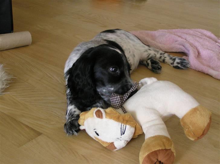 Cocker spaniel Chianti aka Banditten - Se lige min bamse... den er bare SÅ go billede 19