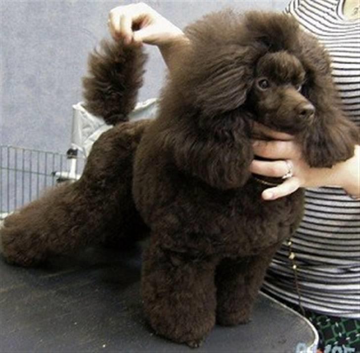 Dværgpuddel Baby billede 1