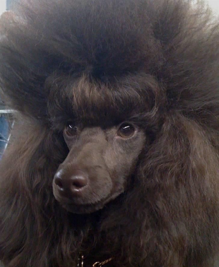 Dværgpuddel Baby billede 2