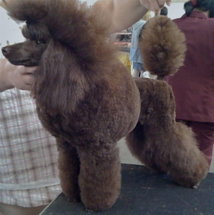 Dværgpuddel Baby billede 3