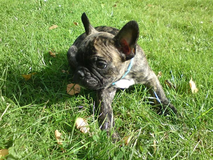 Fransk bulldog ***Pumba*** billede 1