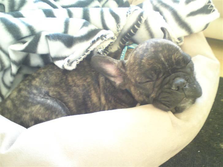 Fransk bulldog ***Pumba*** - Ligger og sover så godt billede 2