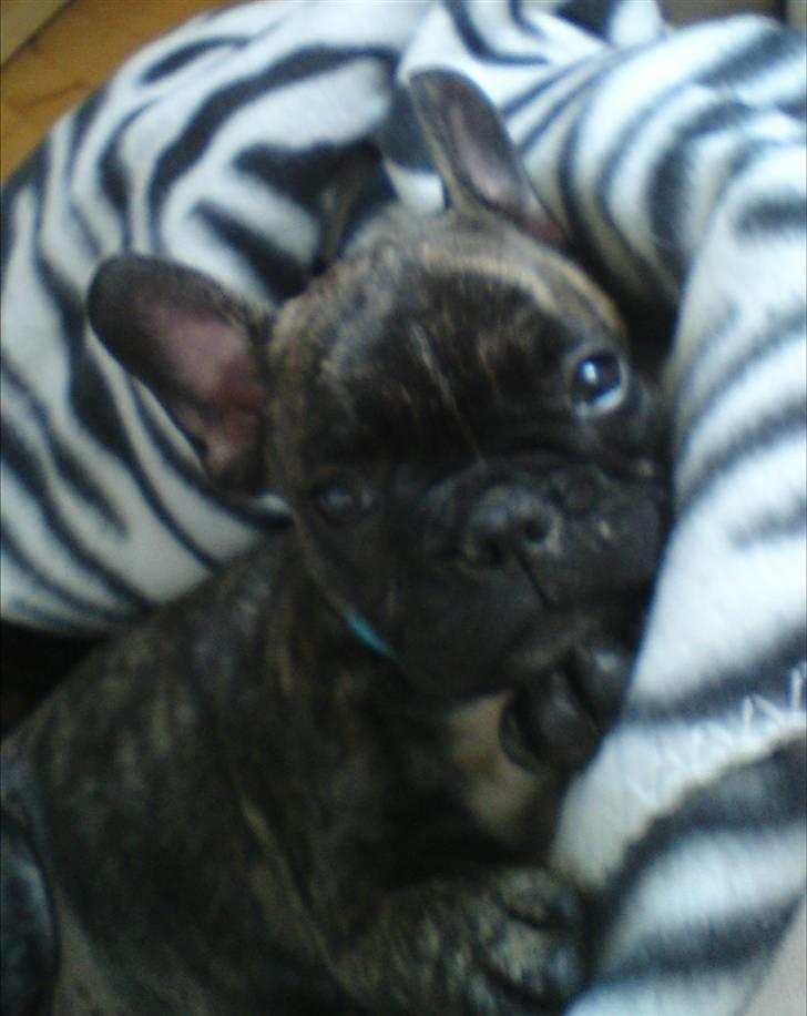 Fransk bulldog ***Pumba*** - Pumba elsker a blive puttet godt i sin kurv med dette tæppe han har fået med fra sin opdrætter. billede 3