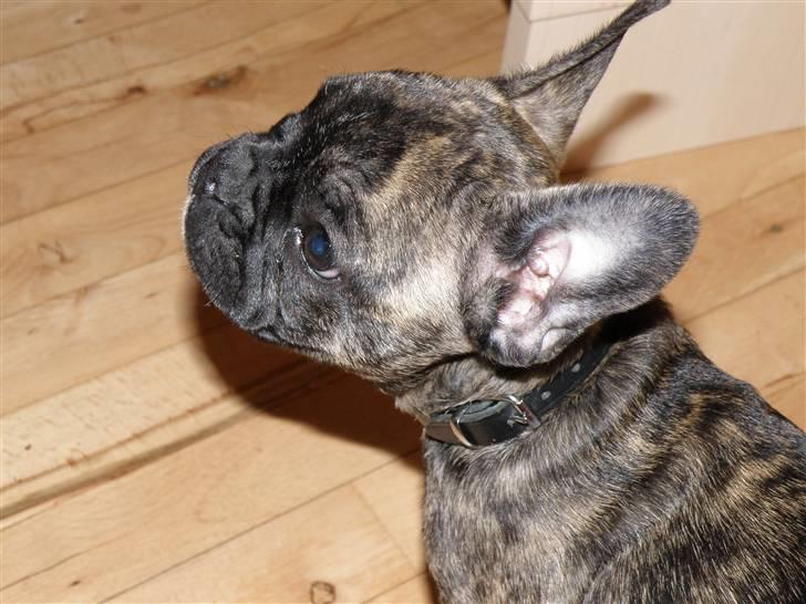 Fransk bulldog ***Pumba*** - Pumba har fået sneget sig op til min kæreste og putte billede 4