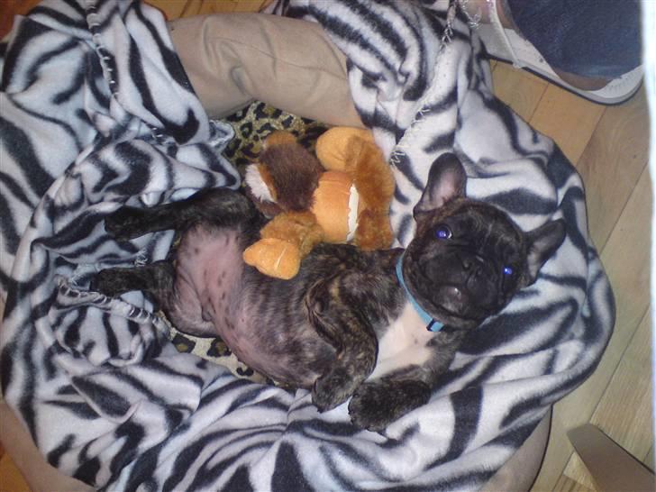 Fransk bulldog ***Pumba*** - Se min smukke mave :P billede 5