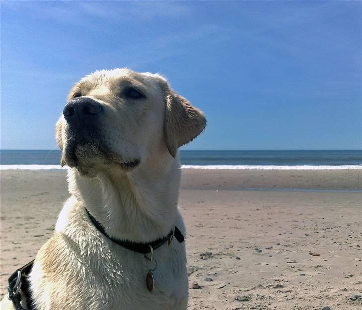 Labrador retriever Sascha *RIP* billede 20