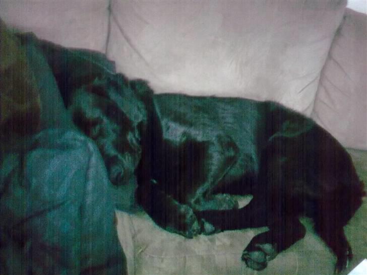 Labrador retriever <3 Bonto <3  billede 6