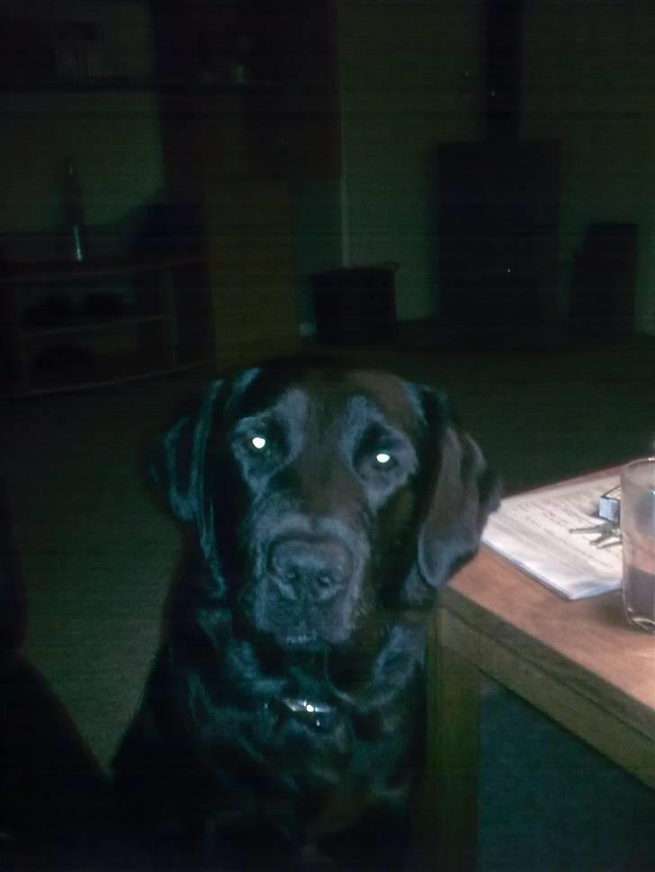 Labrador retriever <3 Bonto <3  billede 7