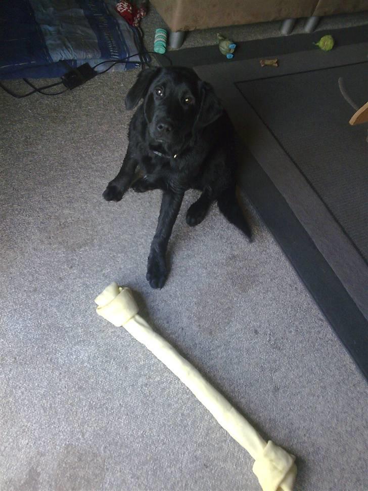 Labrador retriever <3 Bonto <3  billede 8