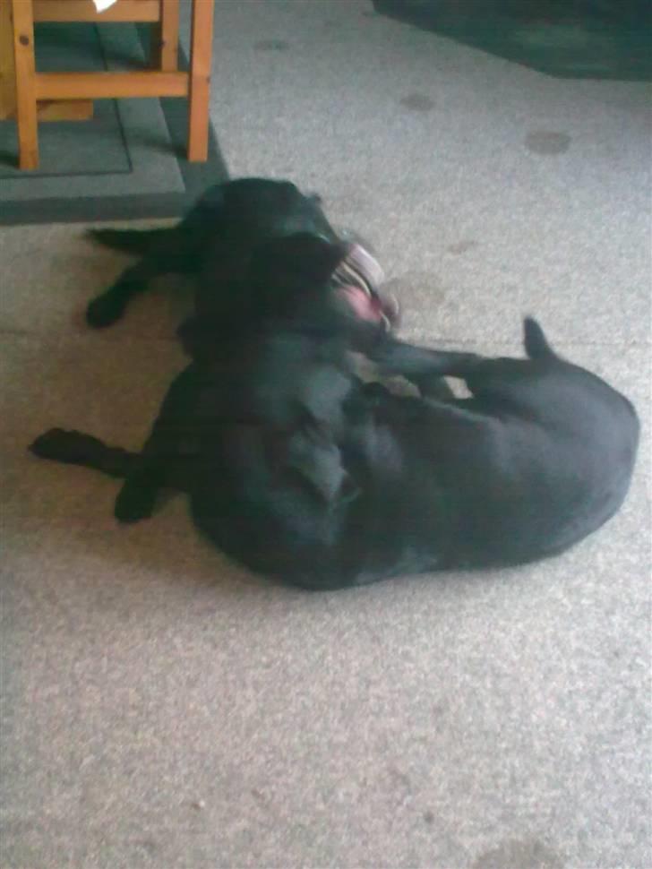 Labrador retriever <3 Bonto <3  billede 9