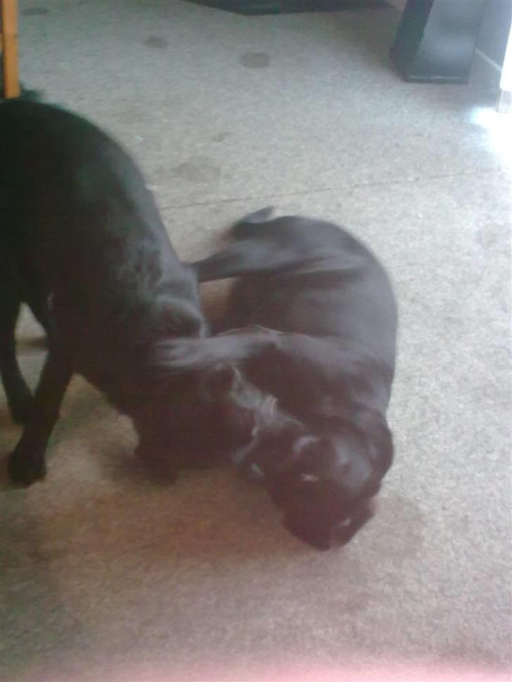 Labrador retriever <3 Bonto <3  billede 10