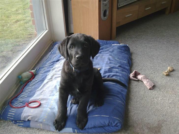 Labrador retriever <3 Bonto <3  billede 11