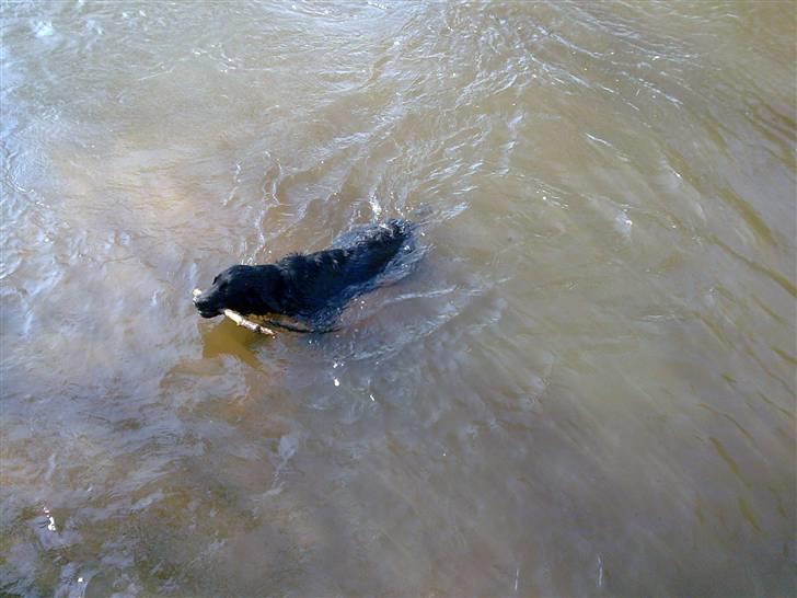 Labrador retriever <3 Bonto <3  billede 12