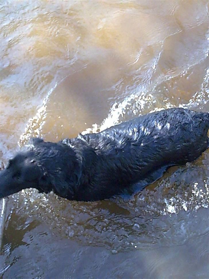 Labrador retriever <3 Bonto <3  billede 13