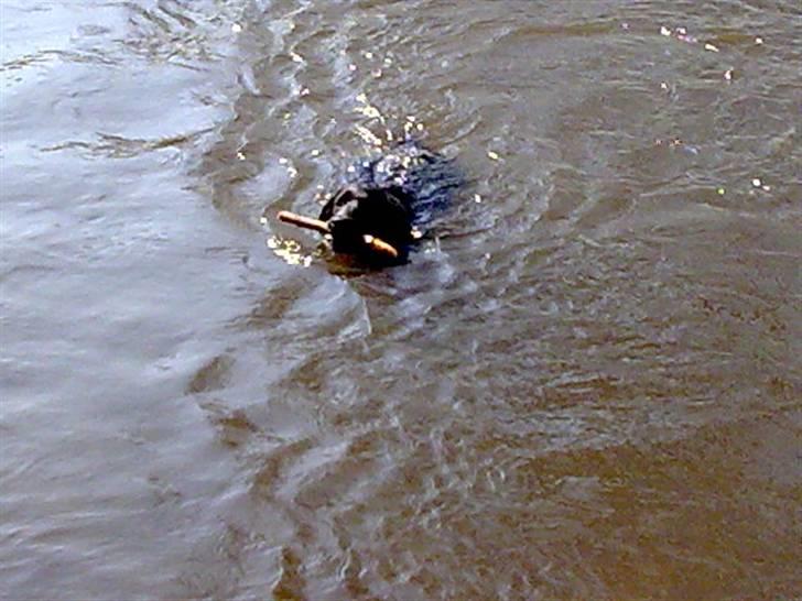 Labrador retriever <3 Bonto <3  billede 14