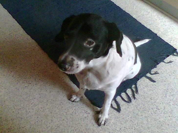 Dansk svensk gaardhund Nala "Himmelhund" billede 1