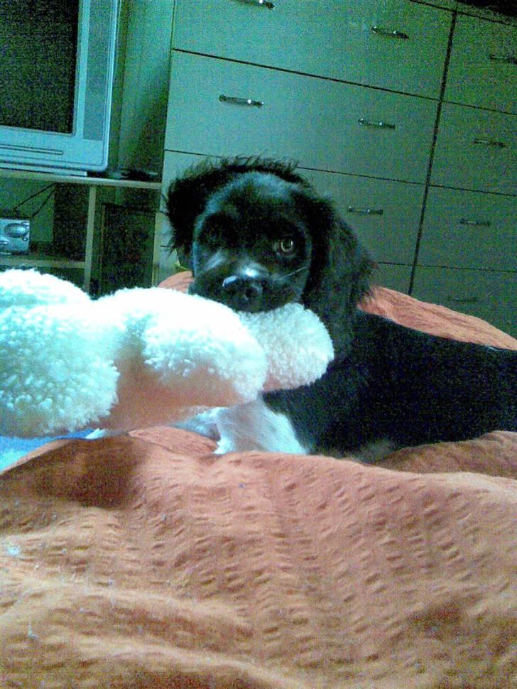 Kleiner münsterländer Ziva "Himmelhund" billede 1