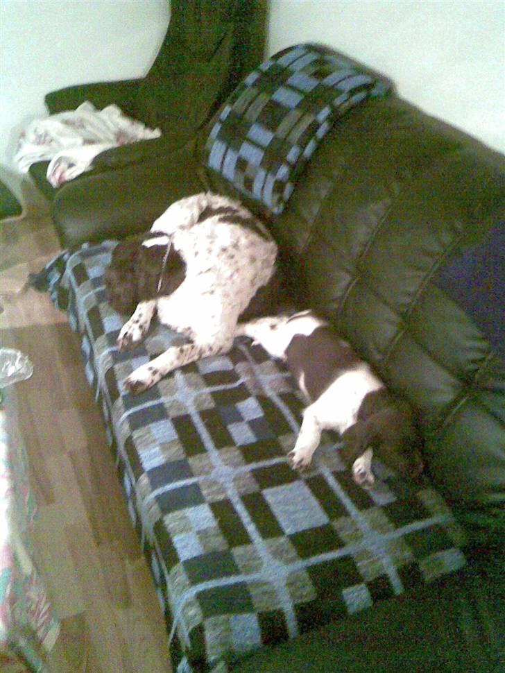 Kleiner münsterländer Thor  "Himmelhund" billede 1