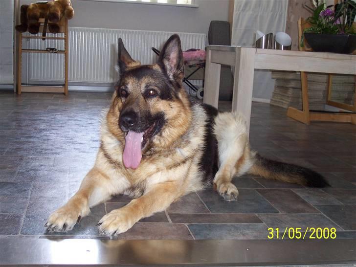 Schæferhund Bamse billede 2