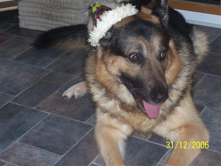 Schæferhund Bamse billede 3