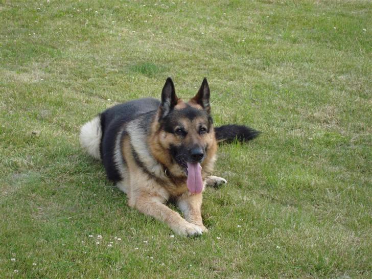 Schæferhund Bamse billede 4