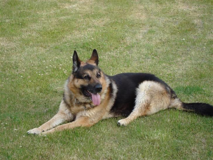 Schæferhund Bamse billede 5