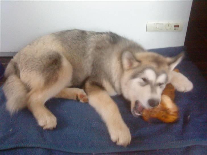 Alaskan malamute balto solgt billede 6