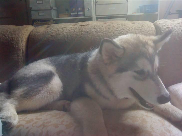 Alaskan malamute balto solgt billede 7